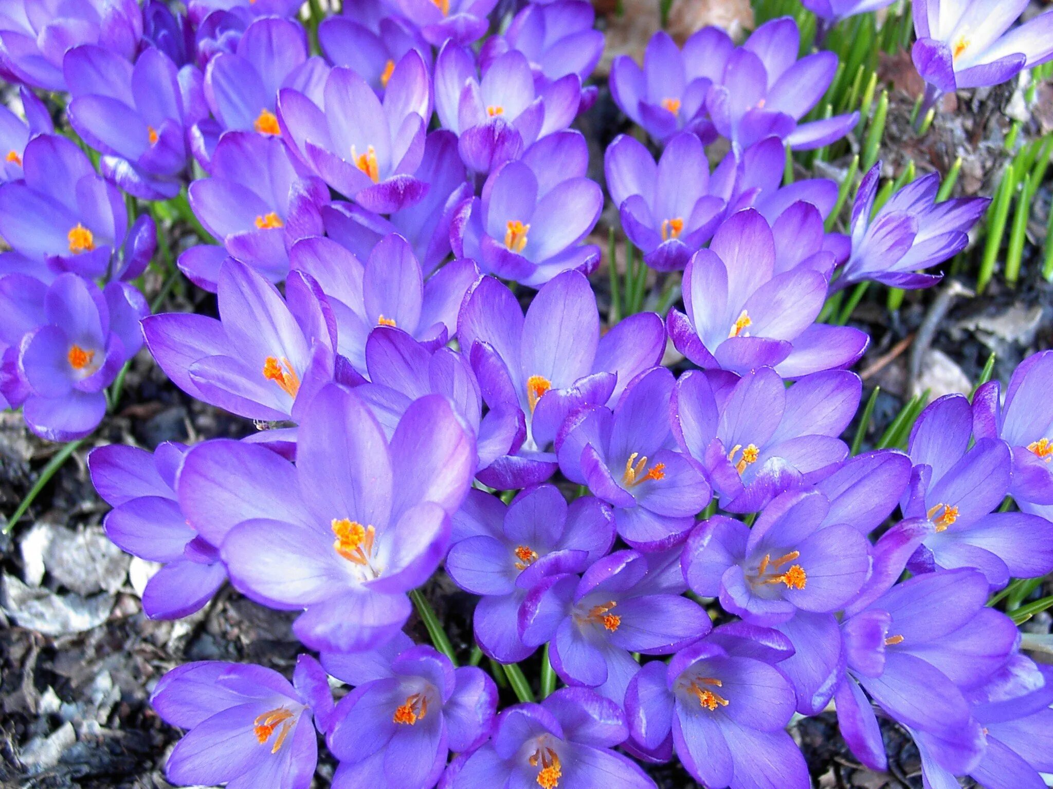 Крокус Шафран посевной. Крокус Шафран весенний. Крокус весенний Crocus vernus. Крокус Шафран синий.