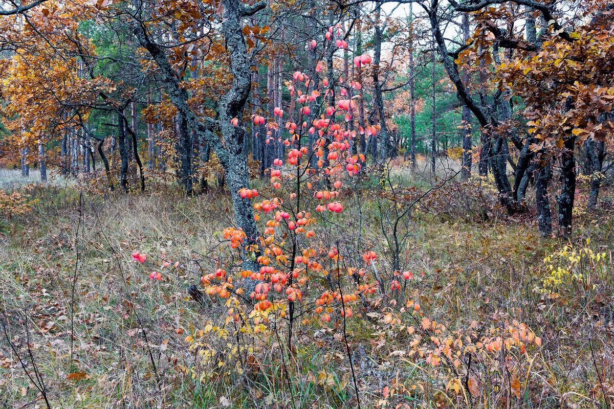 кустарники в лесу осенью. осенний лес кусты. осенний лес. калина лесной кустарник. кустарники в лесу осенью.