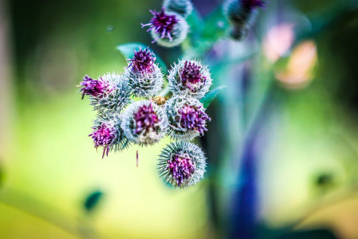 репей май эпл нижний