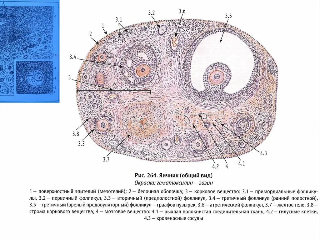 Граафов пузырек яичника. Граафов пузырек строение гистология. Графов пузырь строение. Грапйов бузырек строение. Граафов пузырек схема строения.