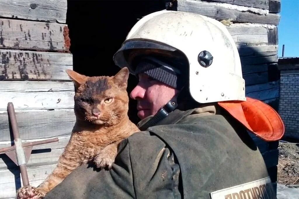 Кот мчс. Спасают котиков. Кот пожарник. Спасают котиков. Спасают котиков.