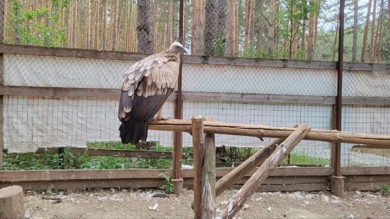 центра реабилитации хищных птиц. хищные птицы сысертского района. вольер с орлами холзан.