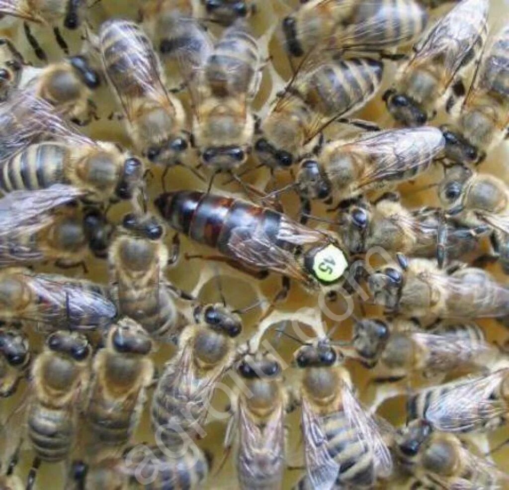 Искусственное осеменение пчелиных маток. Пчеломатки ио. Пчеломатки 2023. Матка пчелы бакфаст карника карпатка. Пчеломатки цвета по годам.