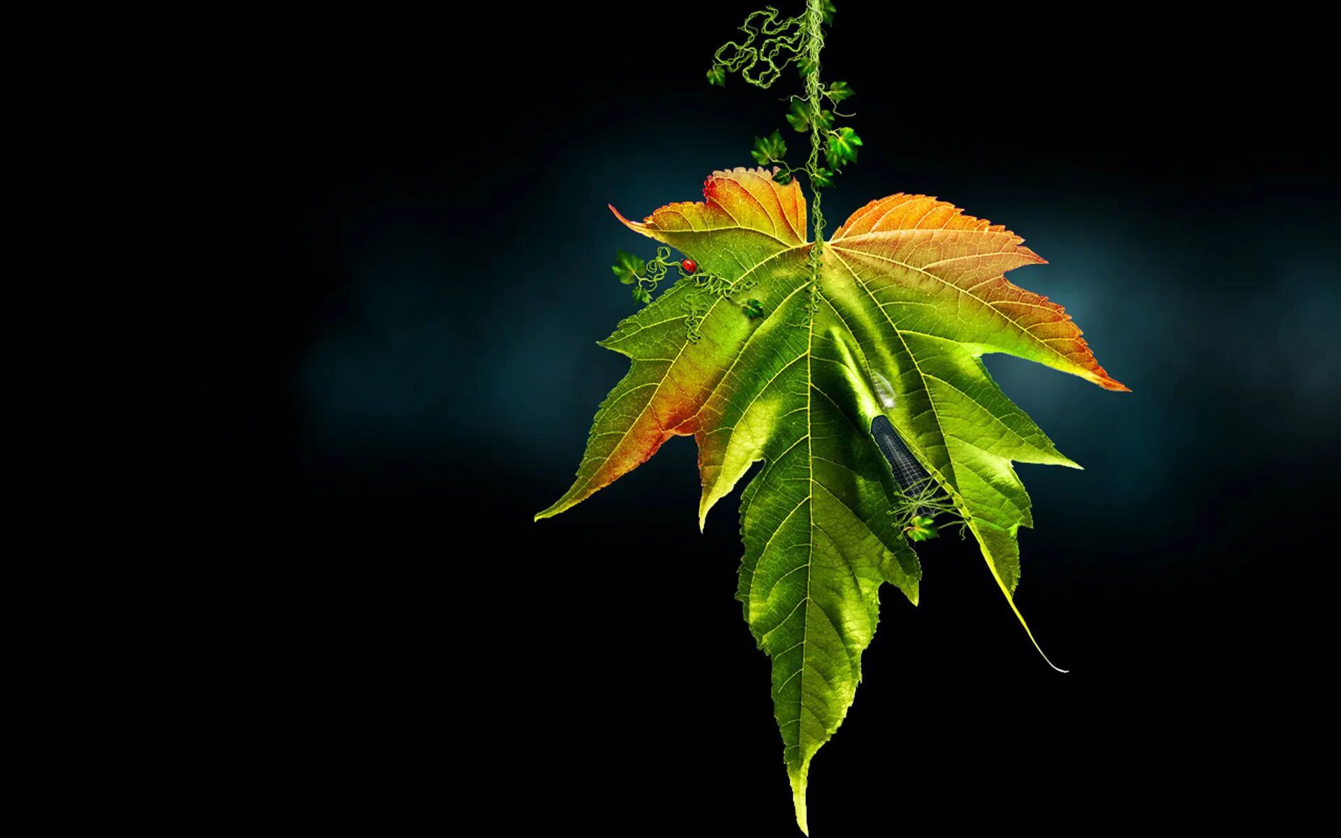 черные листья на черном фоне. листья на рабочий стол. листья на черном фоне. темная листва.