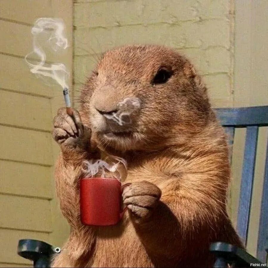 Бобры надпись. Добрый бобер. Добрый бобер. С днем рождения бобер. Доброго бобра.