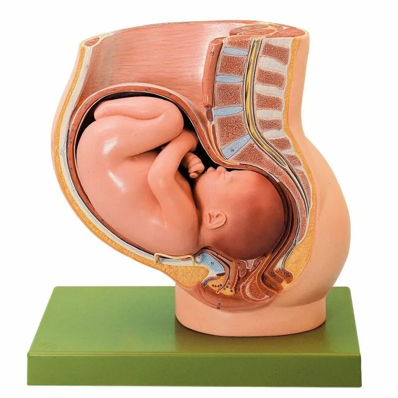 Роды после 40 недель. Анатомия беременной женщины. Анатомия беременной матки.
