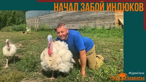 Хайбрид конвертер индюки таблица роста