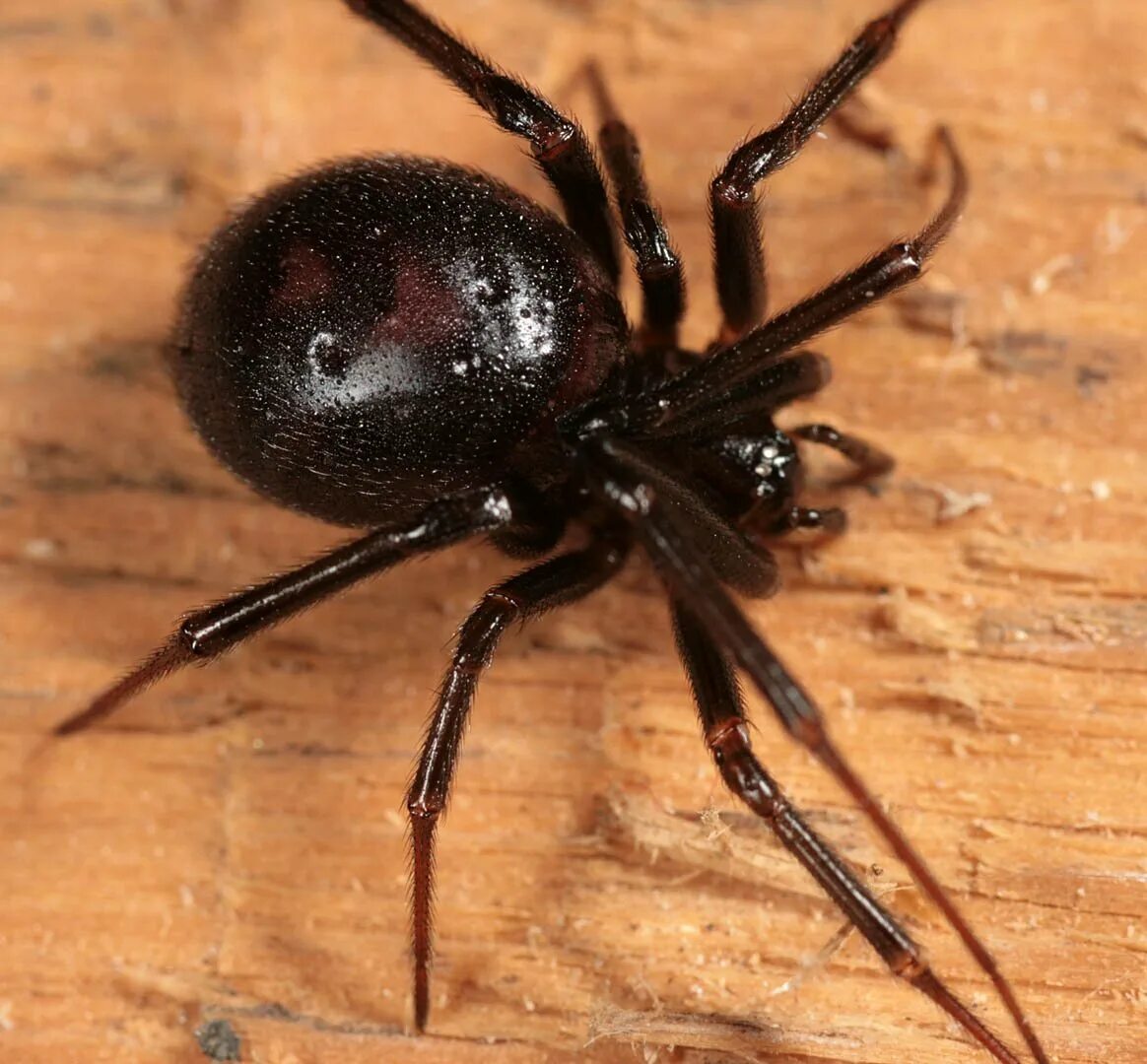 Черный паук хорошо. Каракурт паук. Стеатода черная паук. Стеатода паук самец. Паук Каракурт черный.