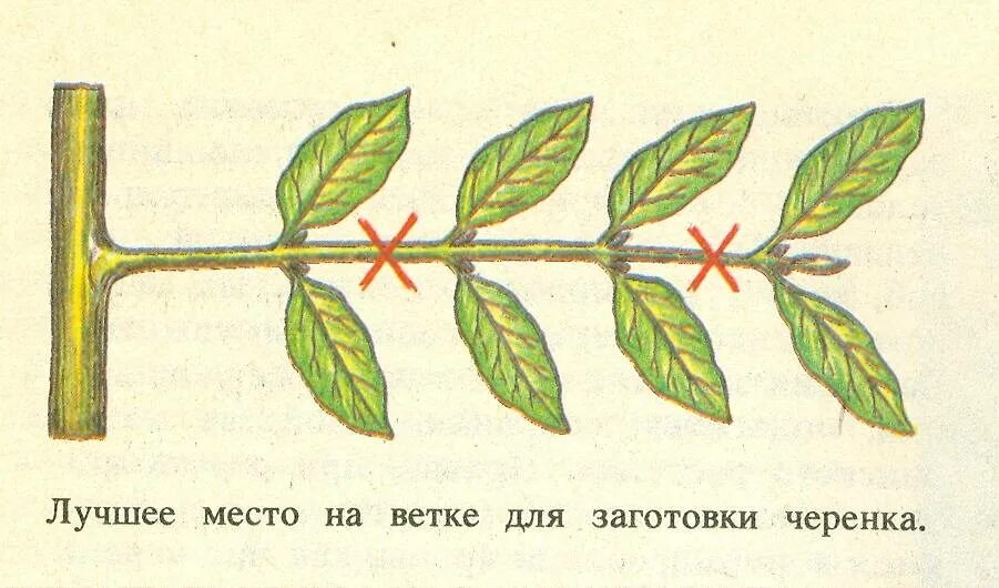 Черенки растений деревьев