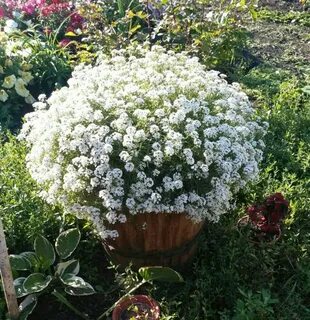 Алиссум какой объем горшка