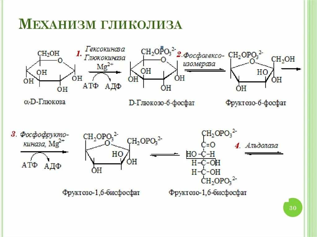 Гликолиз образование АТФ. Гликолиз АТФ схема. Гликолиз схема реакций. Механизм образования АТФ схема гликолиза. Последовательность процессов при окислении фруктозы