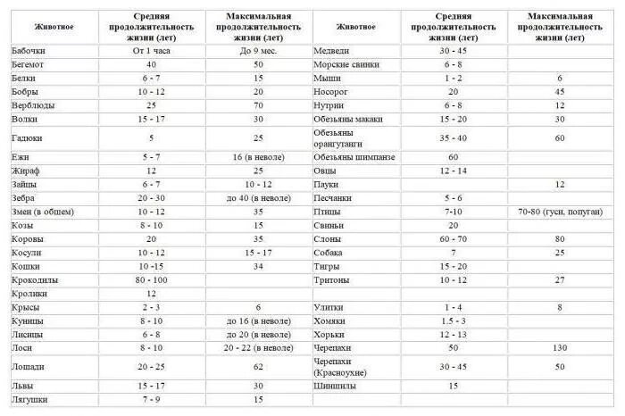 Сроки жизни животных. Продолжительность жизни животных таблица. Животные Продолжительность жизни таблица. Длительность жизни животных в таблице. Сколько живут животные таблица.