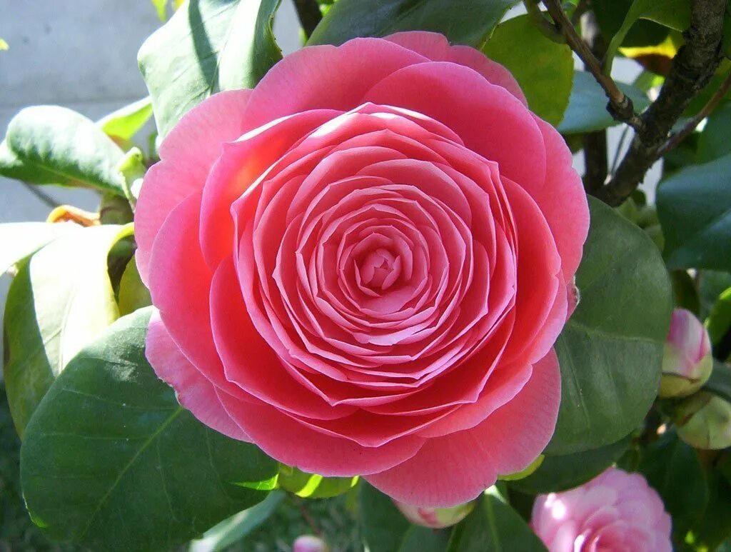 Камелия японская Camellia japonica. Камелия Цубаки. Камелия 6