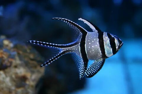 One fish