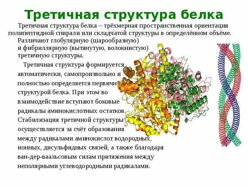 Третичная структура белка структура белка. Третичная структура фибриллярного белка. Третичная структура белков. Третичная глобулярная структура белка. Третичную структуру белка стабилизируют