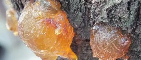 Янтарь из смолы хвойных деревьев