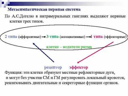 Метасимпатический отдел вегетативной нервной системы