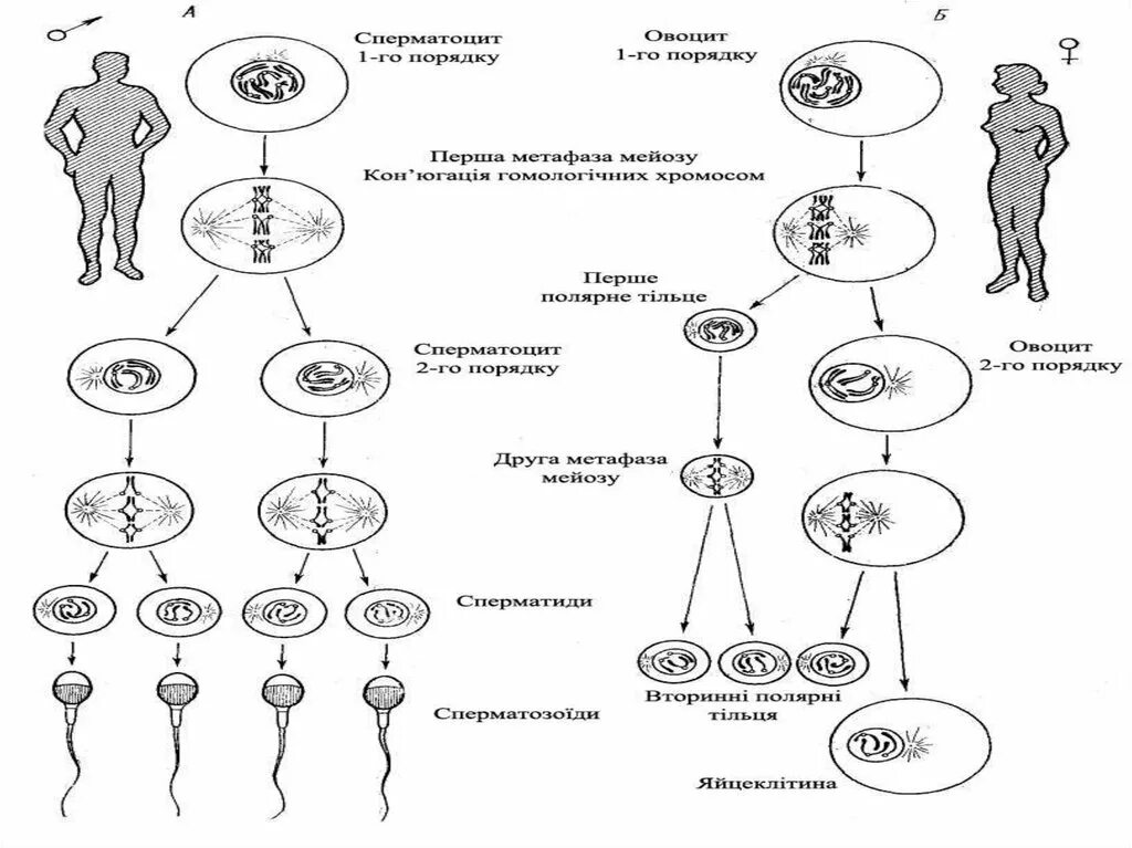 Половая система человека презентация. Размножения человека схема биология. Размножение человека биология 8 класс схема. Половое размножение людей. Размножение людей процесс.