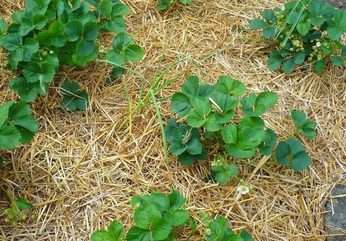 Куст клубники. Мульчирование виктории. Мульчирование виктории. Мульча для клубники. Мульчирование виктории хвоей.