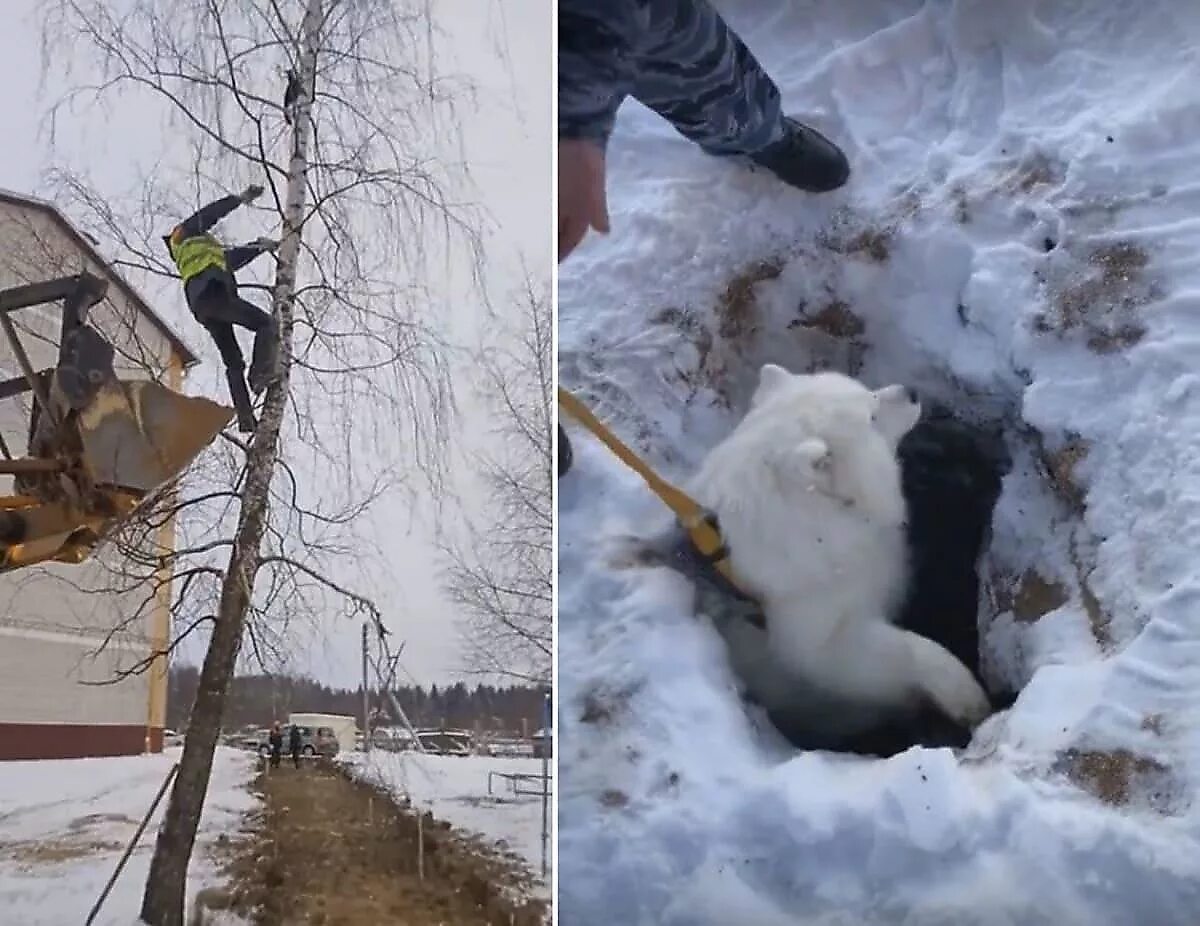 Спасатели спасают кота с дерева. Кот застрял. Котенок застрял на дереве. Спасение кота с дерева. Застревают крошки