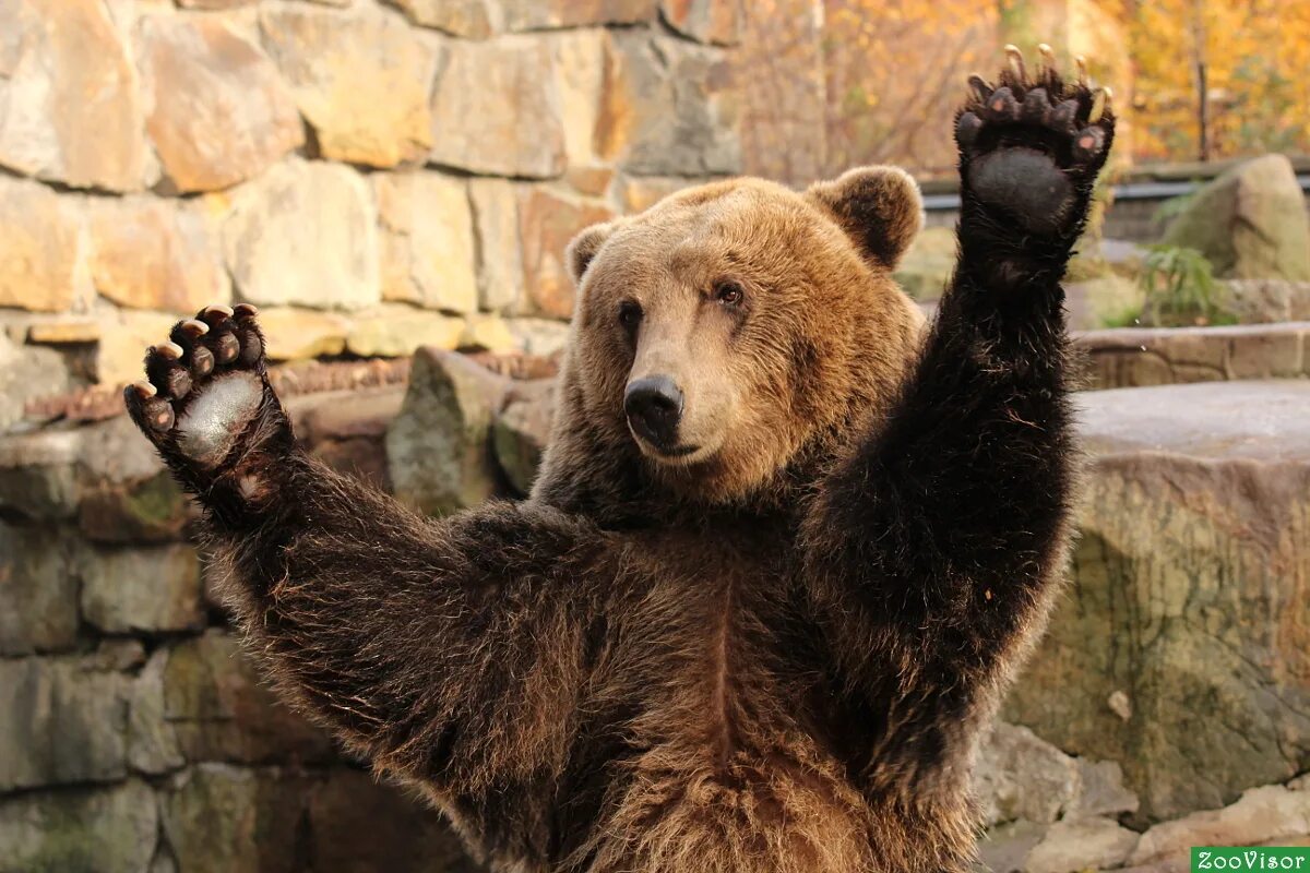 лапы медведя. смешной медведь. медведь смеется. браун беар. медведь улыбается.