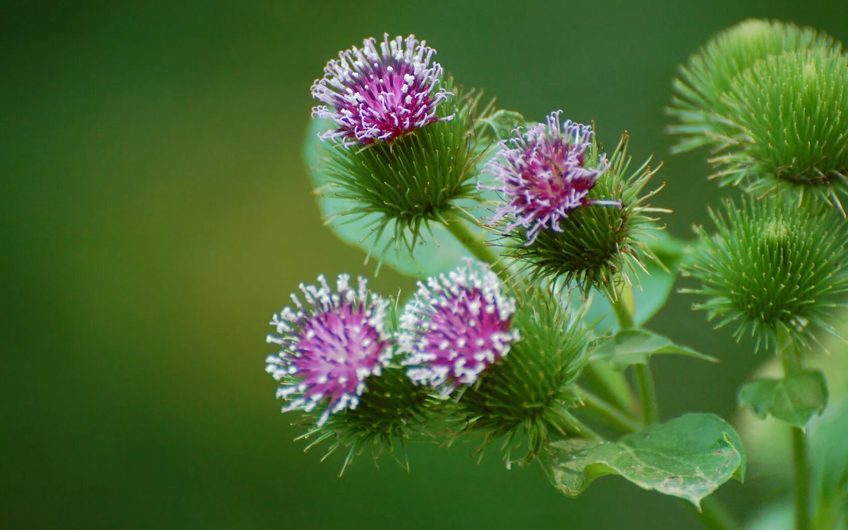 Лопух название. Репейник (Burdock). Репейник Луговой. Репейник цветет. Репей лопух.