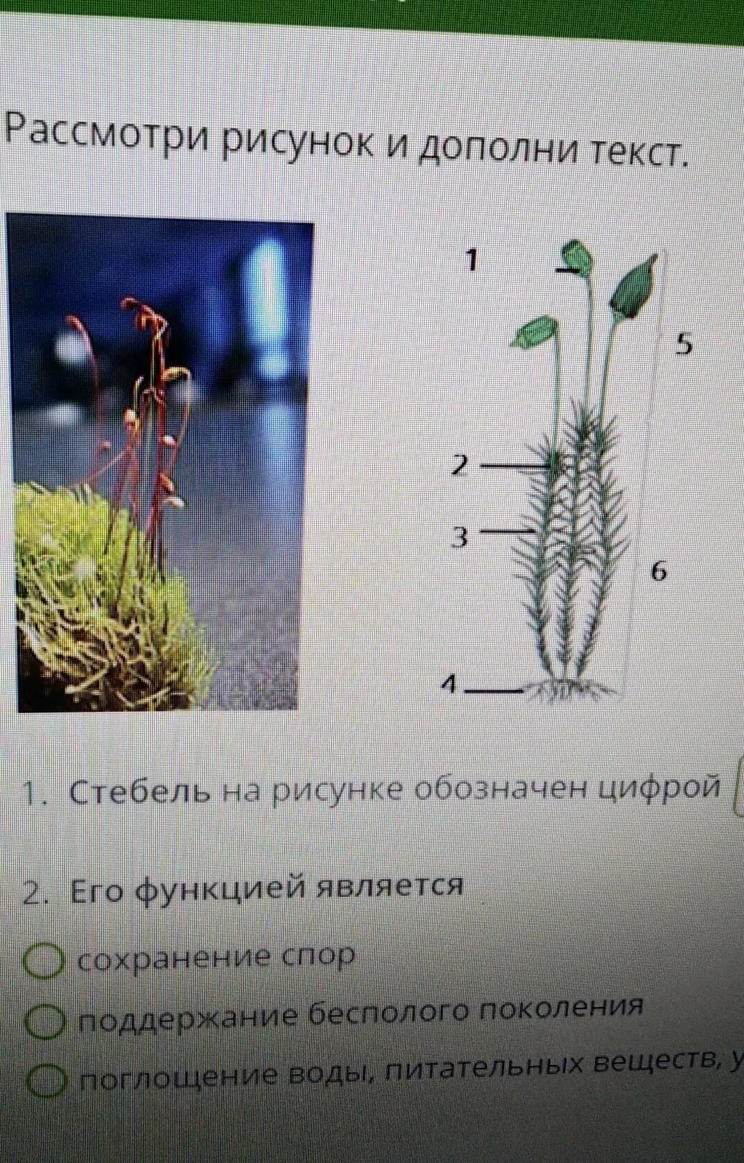 Рассмотри рисунок и дополни утверждения. Стебель на р сунке обозначем. Функция стебля сохранение спор. Рассмотри рисунок и дополни текст. Стебель растения обозначен на рисунке цифрой.