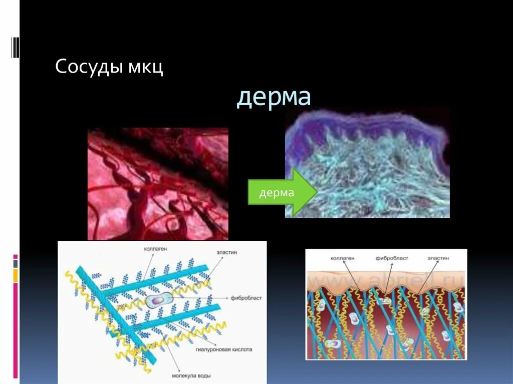 Дерма. Микрососудистый компонент дермы. Кожа и ее производные. Дерма Кафедра.