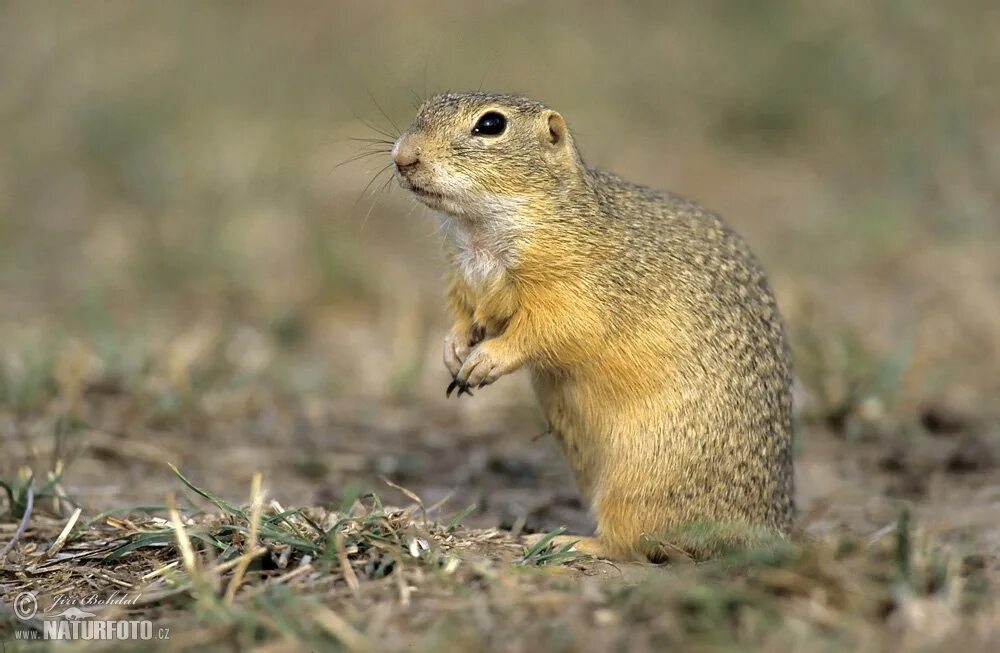 Европейский суслик (spermophilus citellus). Большой суслик (spermophilus major). Горный суслик. Суслик фото. Крапчатый суслик детеныш.