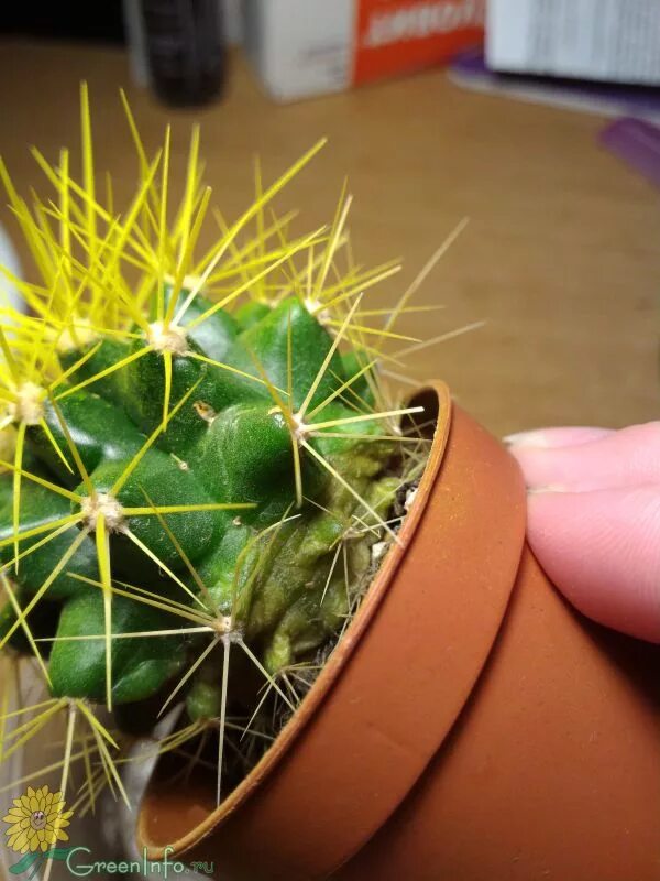 Фомоз кактуса. Фитофтороз кактуса. Фитофтороз кактуса. Эхинопсис корень. Бурая гниль кактуса.