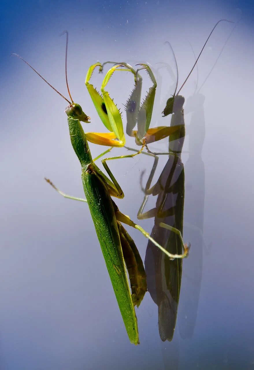 Как выглядит богомол. Богомолы мантис зелёный. богомол mantis. praying mantis насекомое. чёрный мантис богомол.