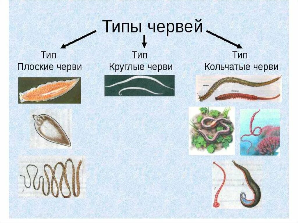 Установите соответствие плоские черви круглые черви. Тип плоские круглые и кольчатые черви 7 класс. круглые и кольчатые черви биология 7 класс. типы круглые и кольчатые черви биология 7 класс. тип круглые и кольчатые черви 7 класс.