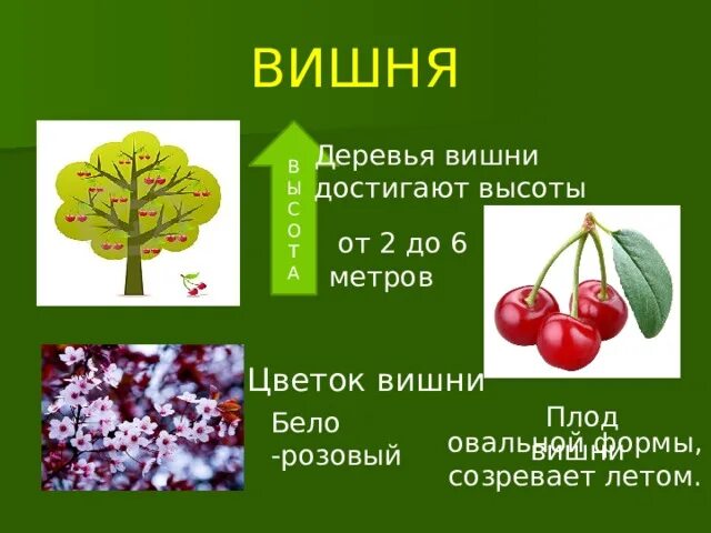 Внешнее строение вишни. Презентация на тему вишня. вишня строение растения. строение плода вишни. вишня тип плода.