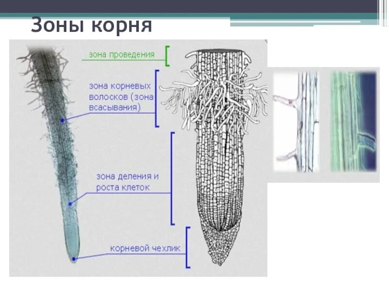 Корневой чехлик зона роста. Корневой чехлик зона деления. Зона корня корневой чехлик зона деления зона. Зона корня покрытая корневыми волосками.