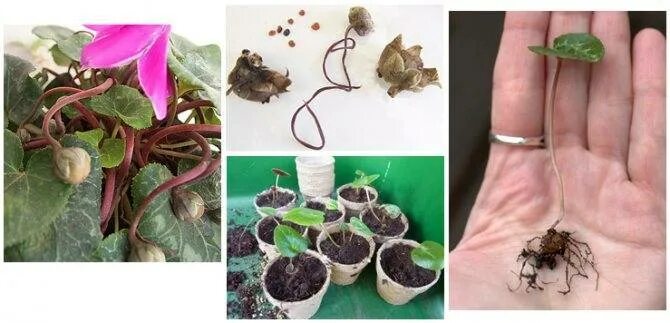 Цикламен размножение. Цикламен размножение. Размножить цикламен. Цикламен пикировка рассады. Цикламен размножение листом.