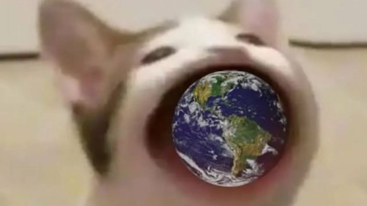 Popcat click. Popcat мем оригинал. pop cat мем. pog cat. кот pop cat.