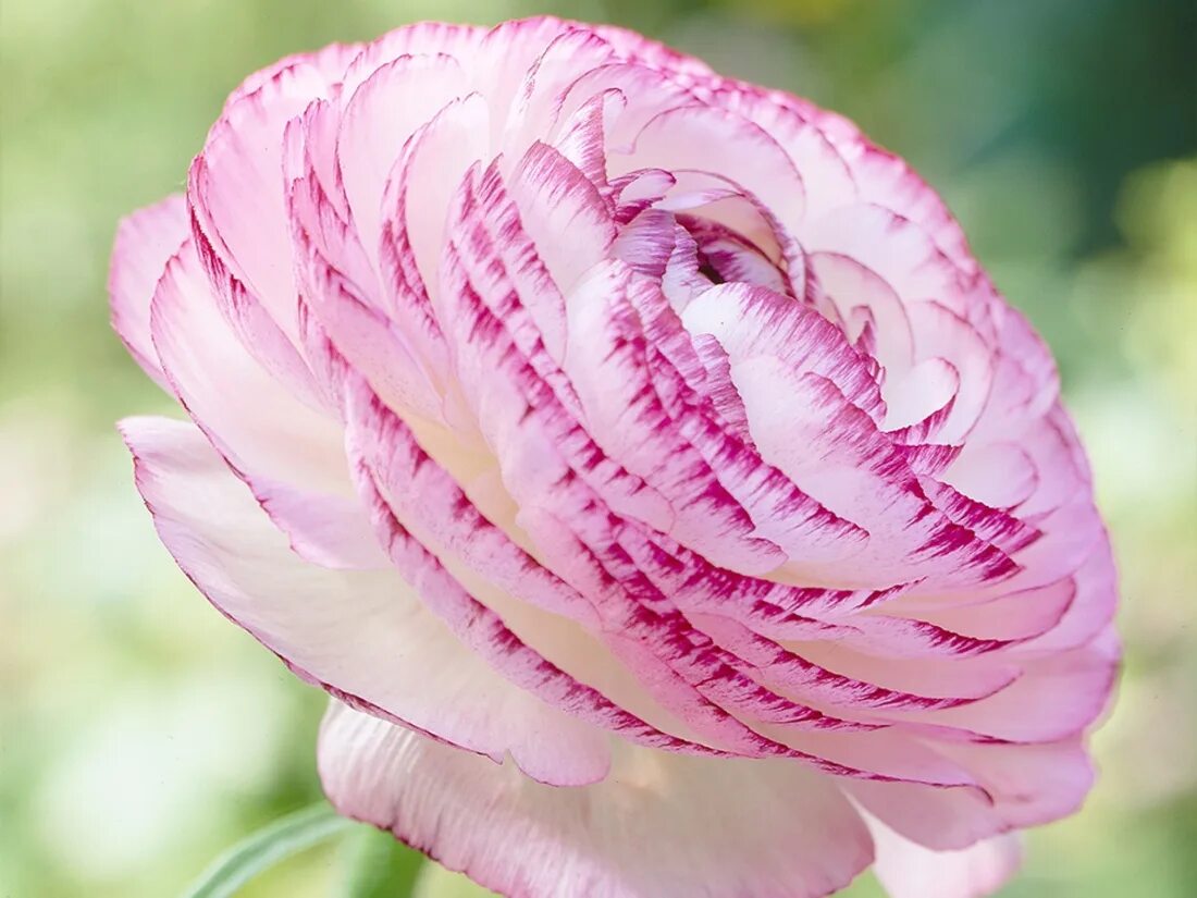 Ранункулюс пинк. Ранункулюс пикоти пинк. лютик picotee pink. ранункулюс пикоти розовый. ранункулюс (лютик) вайт.