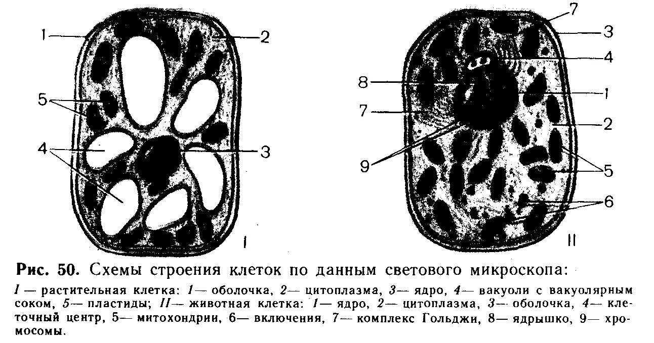 Растительная клетка лабораторная. Схема растительной клетки под оптическим микроскопом. Строение растительной клетки по данным электронной микроскопии. Схема строения растительной клетки электронная микроскопия. Схема строения животной клетки по данным электронного микроскопа.