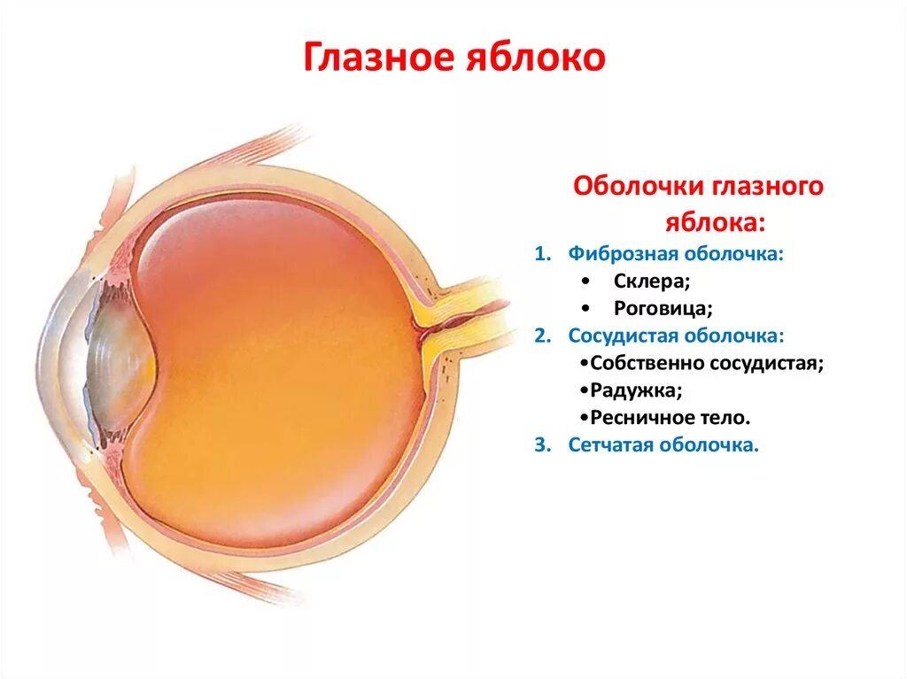 Фиброзная оболочка глазного яблока анатомия. Наружная фиброзная оболочка глазного яблока состоит из-. Строение фиброзной оболочки глазного яблока. Оболочки глаза фиброзная сосудистая сетчатка.