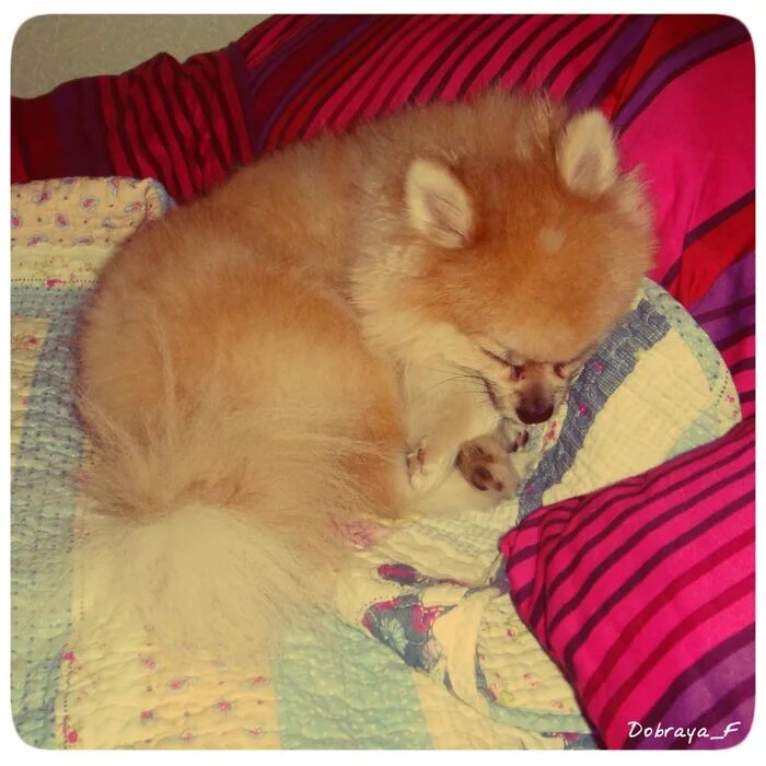 померанский шпиц боо. спящий шпиц. шпиц померанский сонный. спокойной ночи шпиц. спящий померанский шпиц.