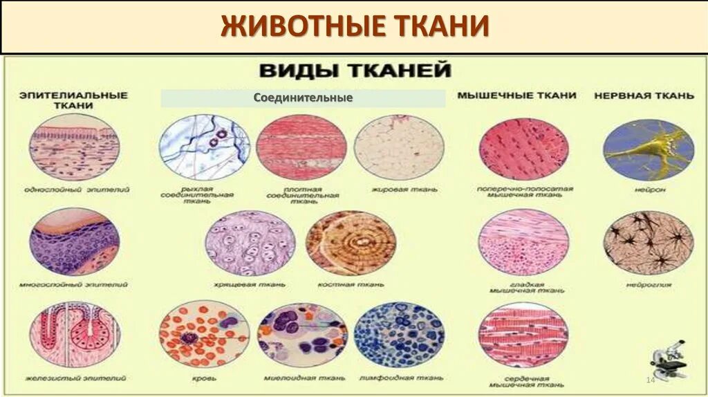 Соединительная ткань гистология таблица. Ткани гистология. Типы тканей гистология. Классификация тканей гистология.