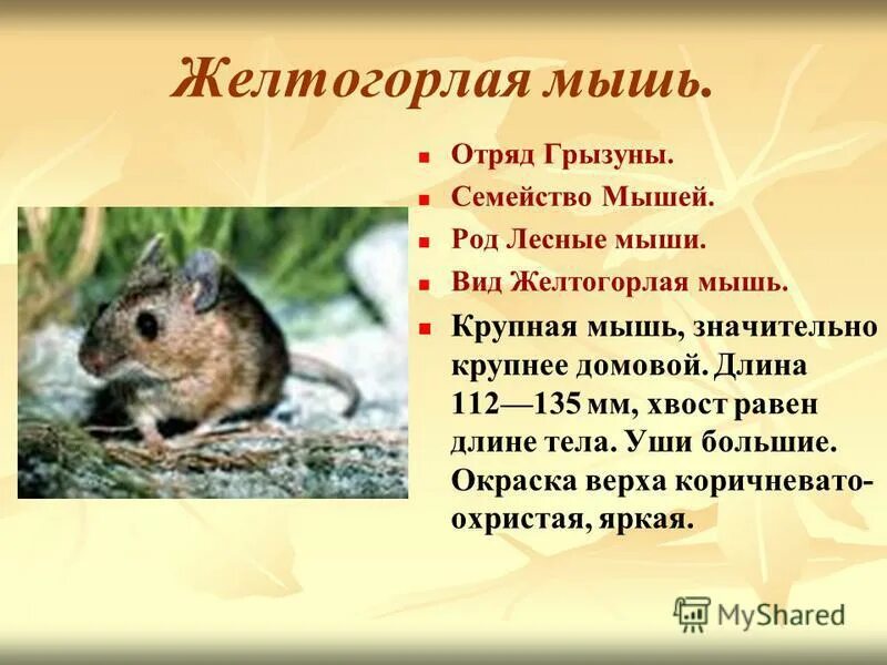 Мышь отряд. Желтогорлая Лесная мышь. Желтогорлая мышь красная книга Ярославской области. Мыши краткое описание.