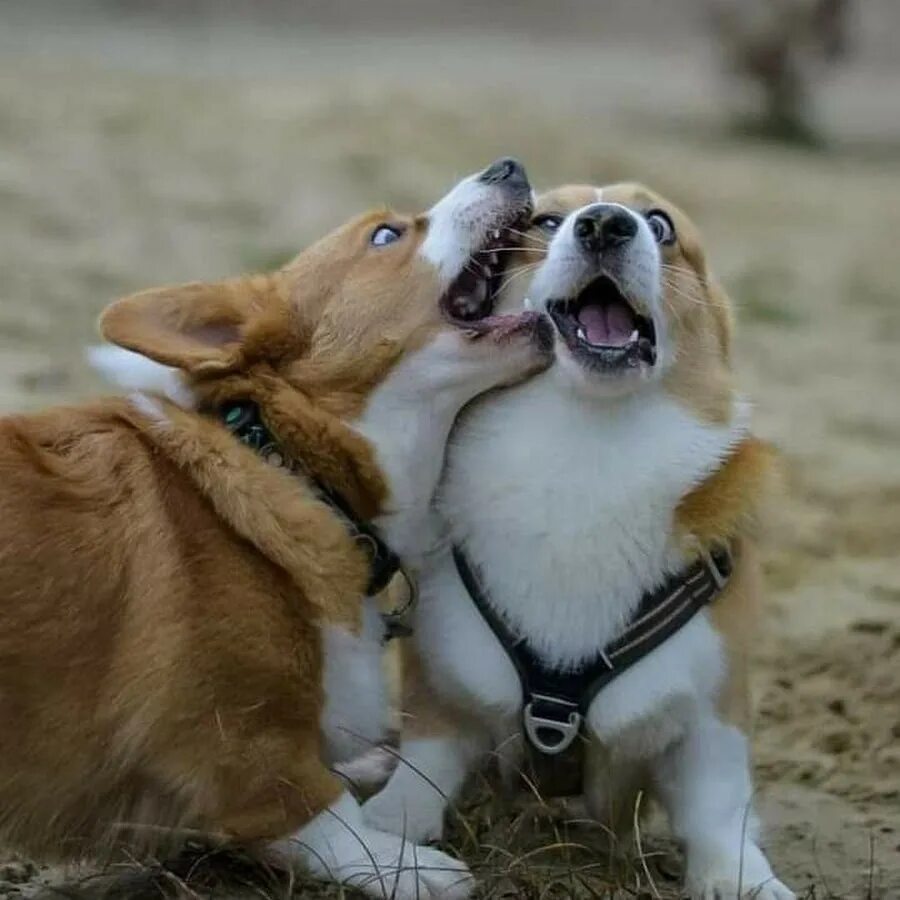 Толпа собак. Собака аристократ. Человек и много собак. Приколы с собаками. Dogs community.