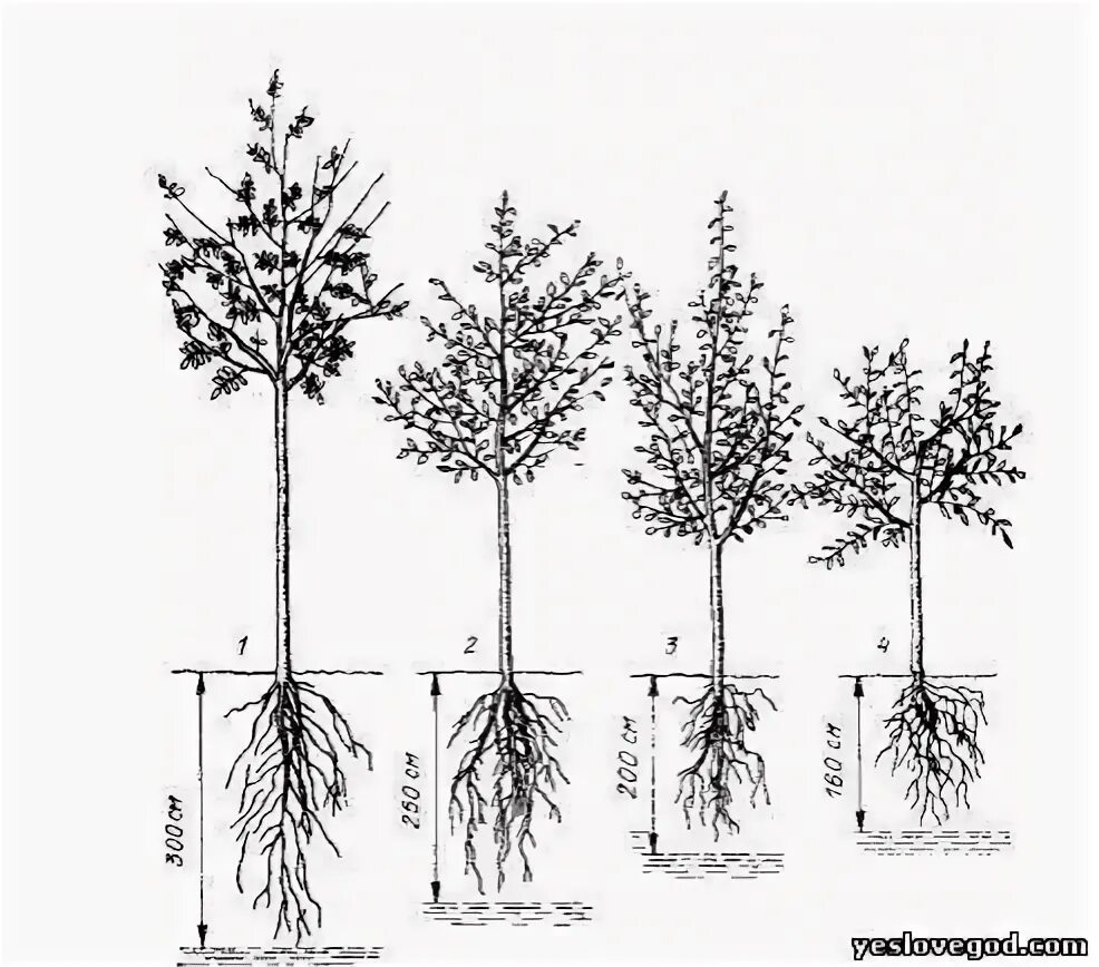На какую глубину растут корни. Корневая система абрикоса схема. Корневая система колоновидной груши.