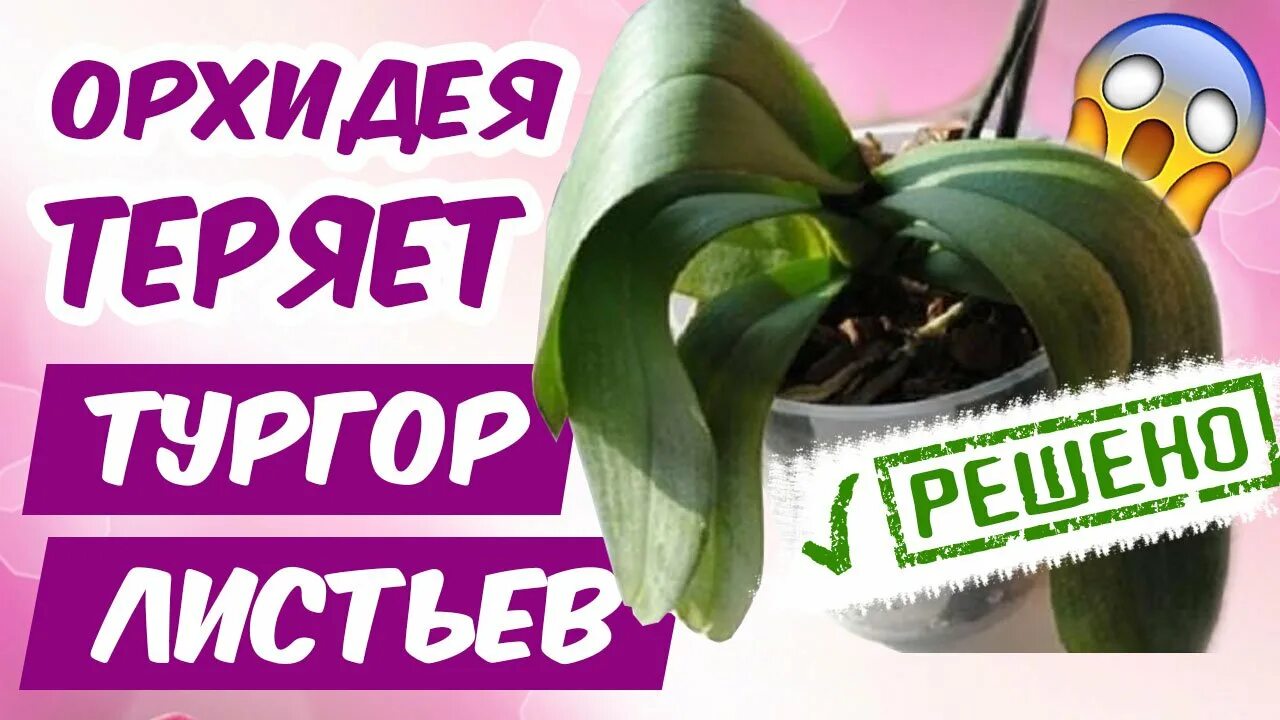 Орхидея тургор листьев что делать. Орхидея потеряла тургор причины. орхидея потеряла листья. листья орхидеи потеряли тургор и стали краснеть. орхидея вянет что делать как спасти.