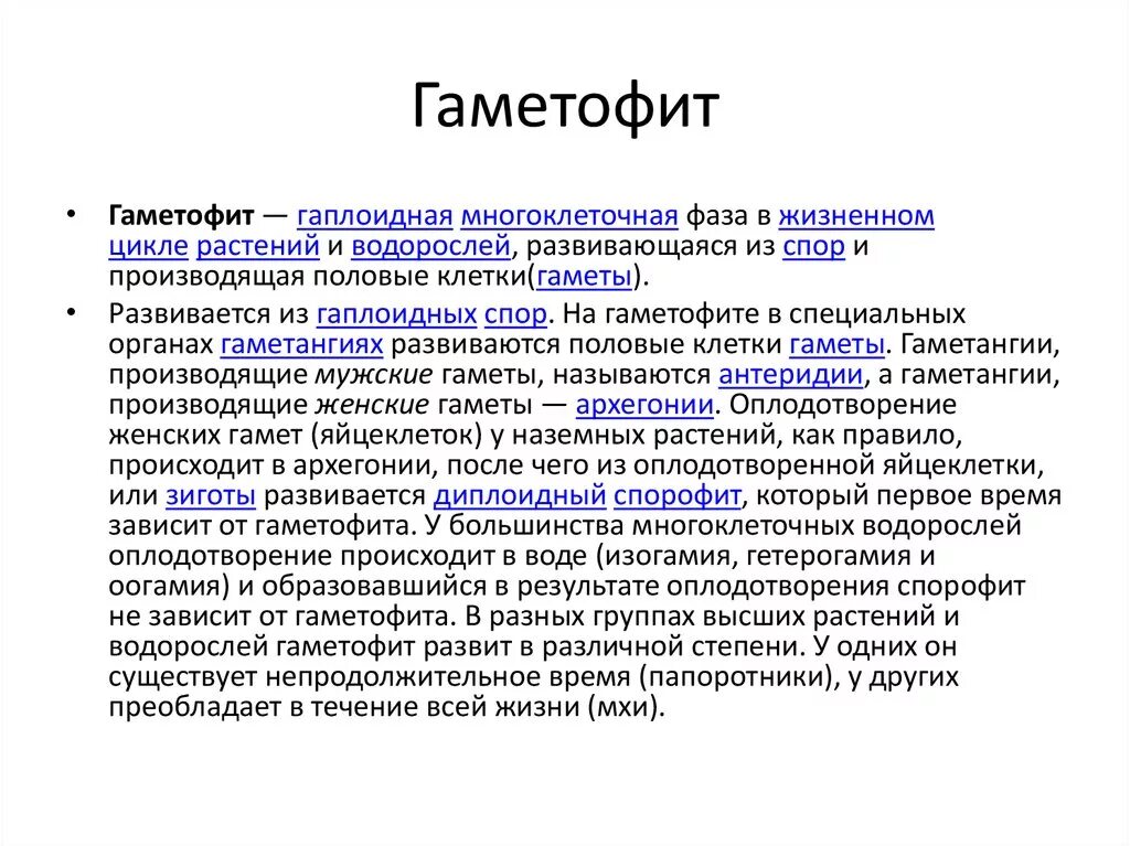 Поколение гаметофит представлено. Гаметофит. Гаметофит и спорофит. Гаметофит это в биологии. Гаплоидный гаметофит.