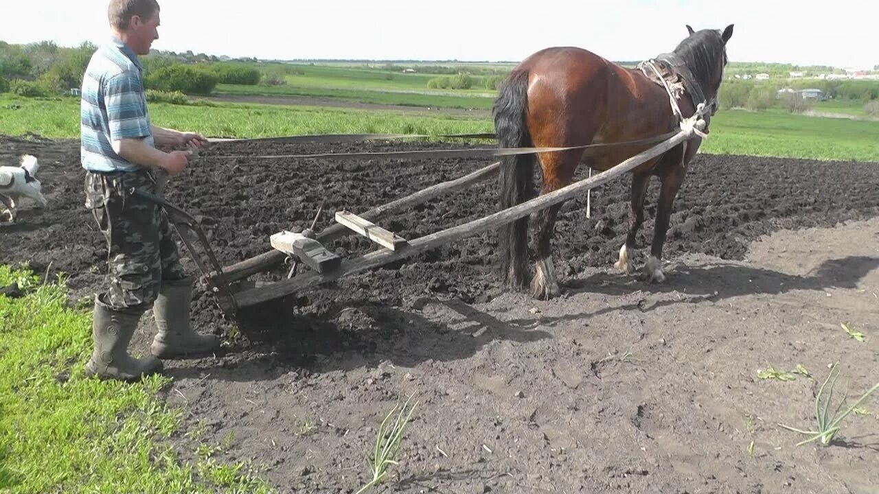 Конь пашет землю. Трактор с плугом. Плуг деревенский. Плуг в деревне. Тянет плуг в борозду