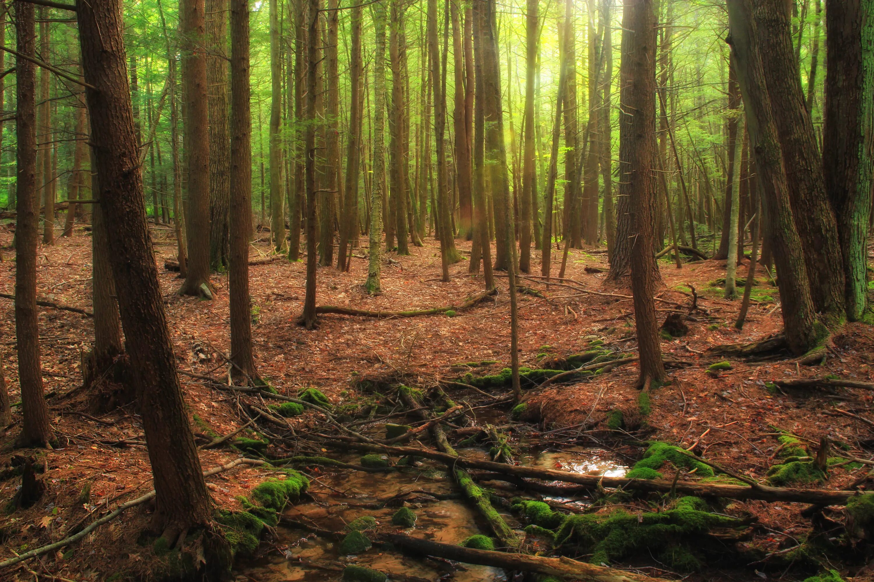 Forest gap