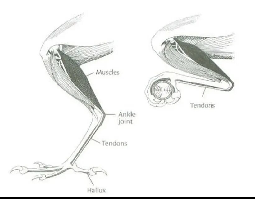 Мускулатура конечностей птиц. Мышцы бедра птиц. Голень у птиц. Мышцы задних конечностей у птиц.