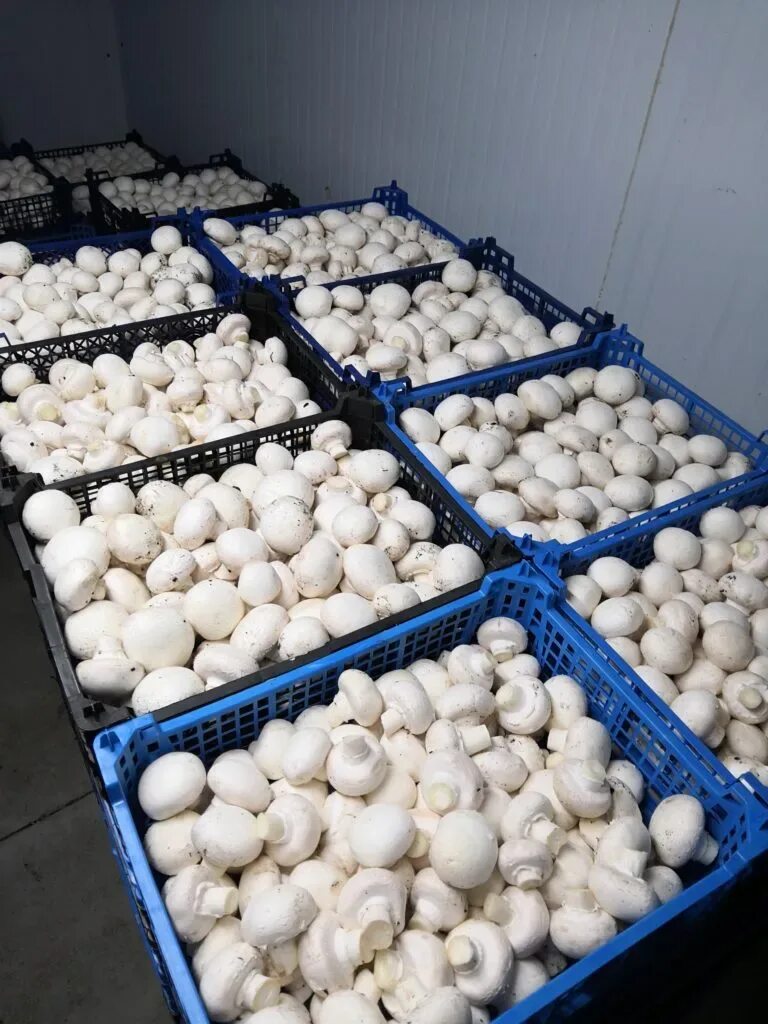 Шампиньоны свежие в ящиках. Шампиньоны оптом. Васюринская. Грибы шампиньоны в ящиках. Шампиньоны оптом.
